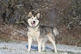 ALASKAN MALAMUTE 072
